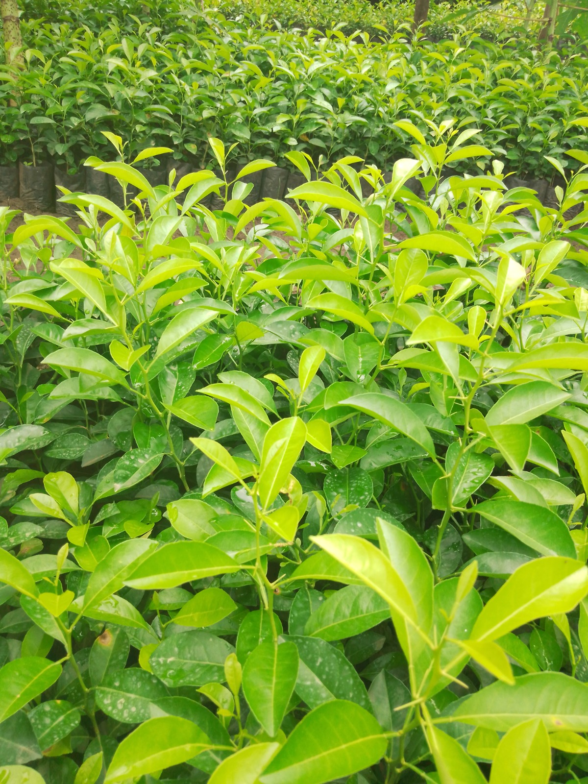 WhatsApp Image 2026-01-08 at 16.25.45 (1)