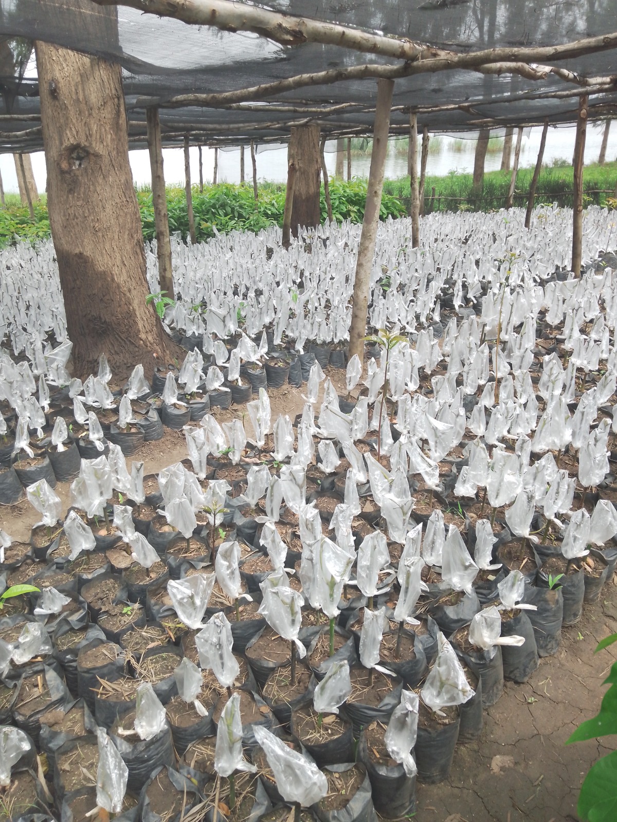 WhatsApp Image 2026-01-08 at 16.25.45